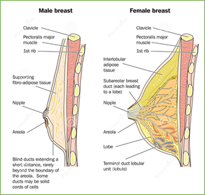 cancer de mama masculino concepto mama